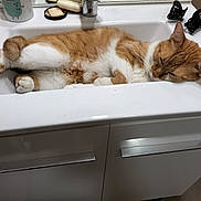 Sauvage participe au concours pour gagner de l'argent avec cette photo : cat, ginger_cat, white_cat, sleeping, relaxed, bathroom, sink, basin, countertop, faucet, toiletries, hair_clips, indoor, home, pet, fur, whiskers, ears, lounging, funny