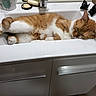 cat, ginger_cat, white_cat, sleeping, relaxed, bathroom, sink, basin, countertop, faucet, toiletries, hair_clips, indoor, home, pet, fur, whiskers, ears, lounging, funny