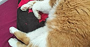 Sauvage a rejoint le concours — aidez-le/la à gagner de superbes lots ! cat, sleeping, curled_up, orange_and_white, pet, animal, furry, paws, whiskers, ear, tail, blanket, bed, indoors, cozy, resting, relaxed, nap, portrait, closeup