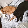 animals, bed, bedroom, black_cat, blanket, cat_toy, cats, cozy, cuddling, furry, home, indoor, nap, orange_cat, pet, pillows, relaxed, sleeping, strawberry_toy, white_blanket
