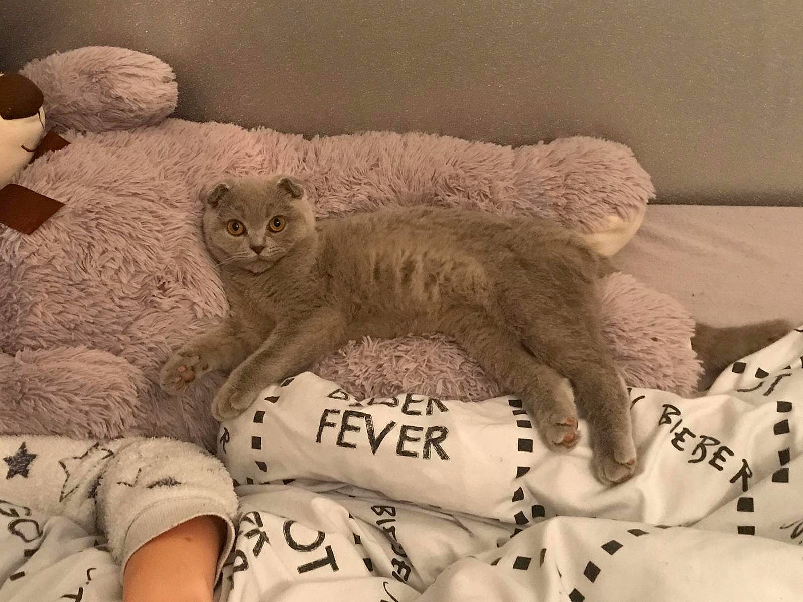 Scylla is registered to the contest to win money with this photo: asian, british_longhair, british_semi_longhair, british_shorthair, burmilla, carnivore, cat, chartreux, domestic_short_haired_cat, european_shorthair, felidae, fur, kitten, mammal, nebelung, russian_blue, scottish_fold, small_to_medium_sized_cats, vertebrate, whiskers
