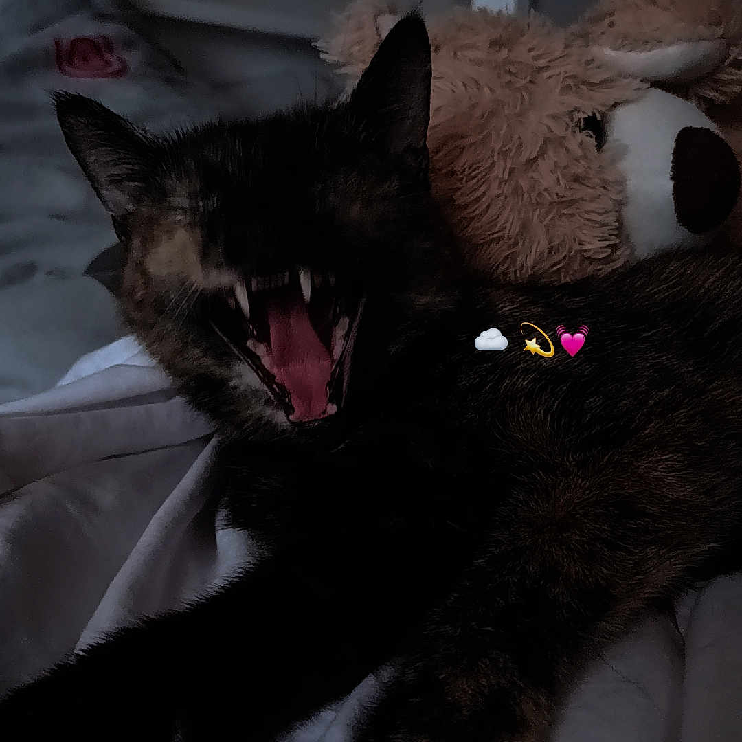 Bibouchka participe au concours pour gagner de l'argent avec cette photo : animal, bed, blanket, cat, cozy, cute, dark, emoji, feline, fur, indoor, mouth_open, pet, plush_toy, resting, shadow, sleepy, teddy_bear, teeth, yawning