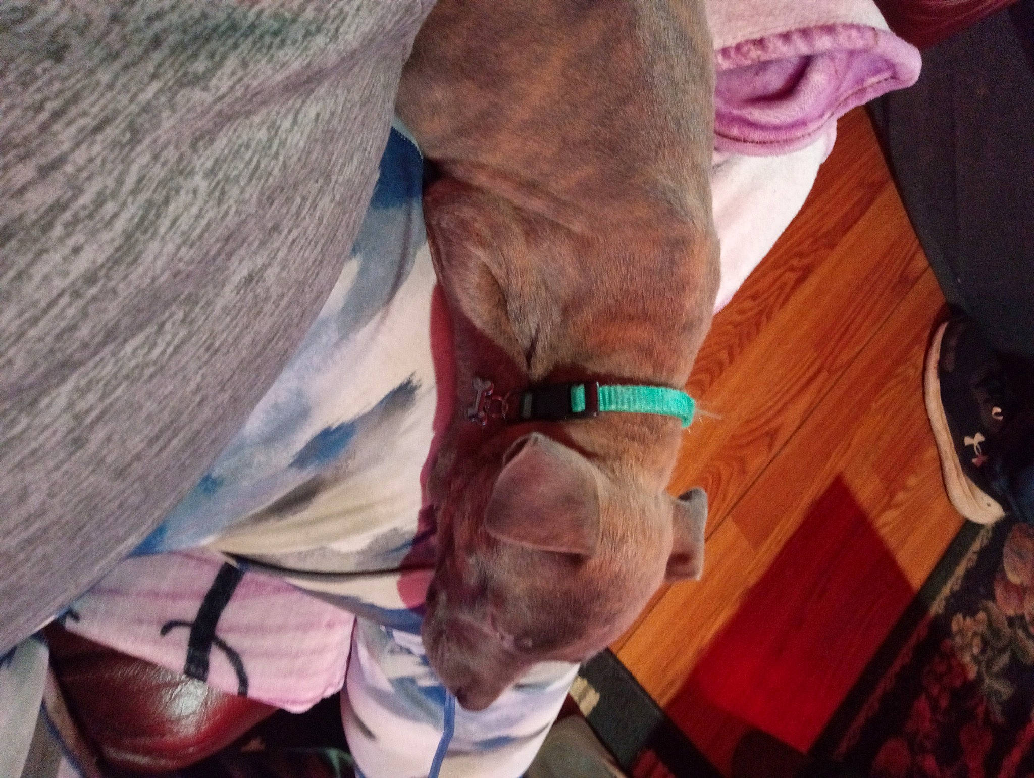 Bullet joined the competition — help win amazing prizes! canidae, carnivore, comfort, companion_dog, dog, dog_breed, electric_blue, fawn, flesh, foot, hardwood, human_leg, liver, magenta, sporting_group, vein, wood, working_animal, wrinkle, wrist