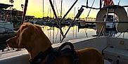 Socks joined the competition — help win amazing prizes! animal, boat, calm, dog, evening, flag, harness, leisure, marina, nature, outdoor, pet, reflection, sailboats, silhouette, sky, sunset, travel, vacation, water