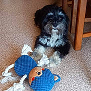 Sanna participe au concours pour gagner de l'argent avec cette photo : animal, black_dog, blue_toy, carpet, cozy, curious, cute, dog, floor, furniture_legs, indoor, knitted_toy, looking, lying_down, pet, rope, small_dog, toy, white_fur, wooden_furniture