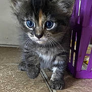 Gipsy is registered to the contest to win money with this photo: alert, animal, blue_eyes, cat, close_up, cute, ears, fluffy, gray_fur, indoors, kitten, long_fur, paws, pet, photography, portrait, purple_background, sitting, tile_floor, whiskers