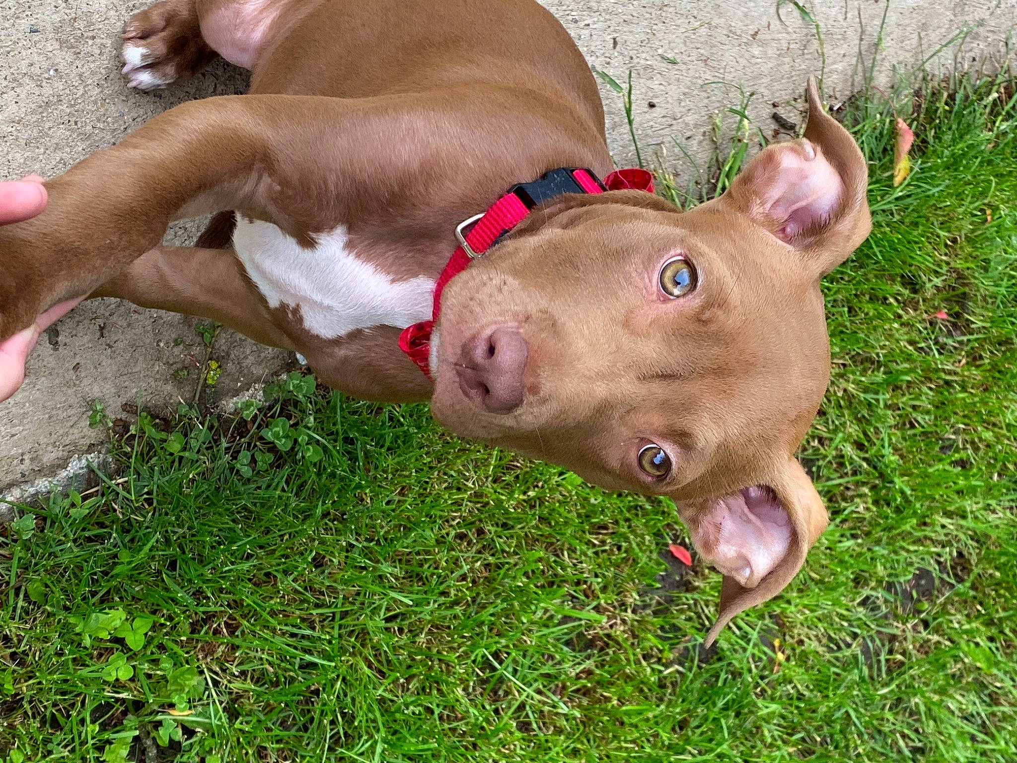 Joy participe au concours pour gagner de l'argent avec cette photo : canidae, carnivore, collar, companion_dog, dog, dog_breed, dog_supply, ear, fashion_accessory, fawn, foot, grass, human_leg, jaw, liver, non_sporting_group, snout, sporting_group, terrestrial_animal, working_animal