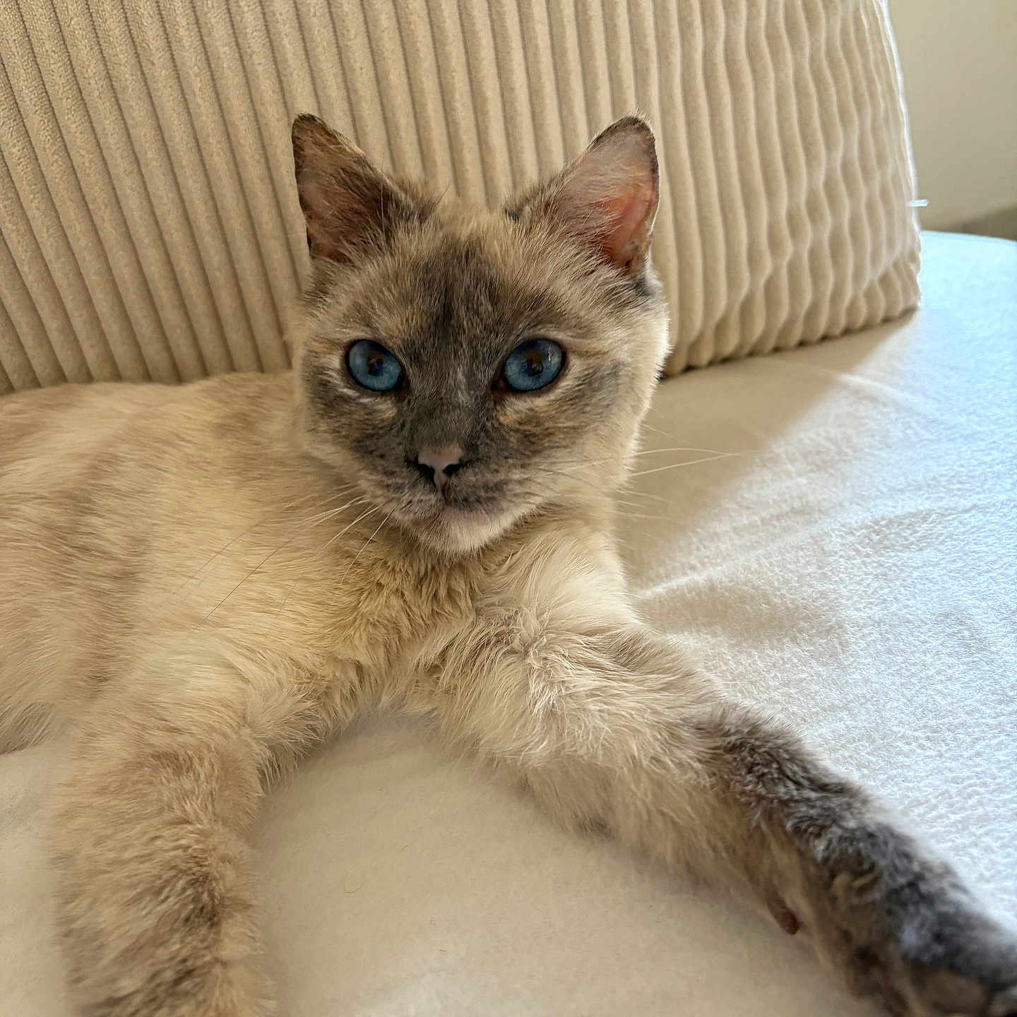 Plume participe au concours pour gagner de l'argent avec cette photo : animal, blue_eyes, cat, close_up, cozy, cream_color, curious, cushion, domestic, face, fluffy, fur, indoor, lying_down, mammal, pet, relaxed, resting, soft_texture, whiskers
