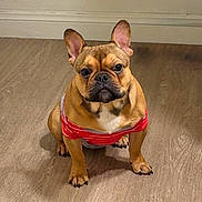 Benjy is registered to the contest to win money with this photo: dog, french_bulldog, pet, indoor, floor, wooden_floor, wall, sitting, attention, shirt, red_shirt, striped_shirt, animal, canine, cute, small_dog, ears_up, looking_at_camera, portrait, domestic_animal