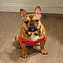 dog, french_bulldog, pet, indoor, floor, wooden_floor, wall, sitting, attention, shirt, red_shirt, striped_shirt, animal, canine, cute, small_dog, ears_up, looking_at_camera, portrait, domestic_animal