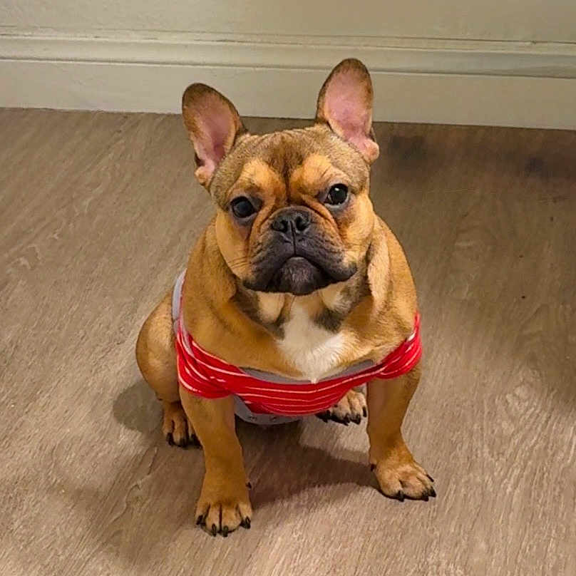 Benjy is registered to the contest to win money with this photo: animal, attention, canine, cute, dog, domestic_animal, ears_up, floor, french_bulldog, indoor, looking_at_camera, pet, portrait, red_shirt, shirt, sitting, small_dog, striped_shirt, wall, wooden_floor