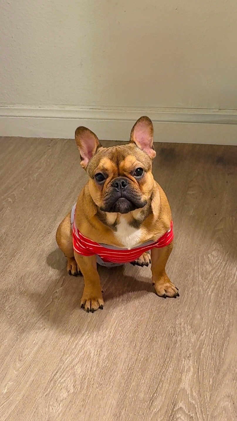 Benjy is registered to the contest to win money with this photo: dog, french_bulldog, pet, indoor, floor, wooden_floor, wall, sitting, attention, shirt, red_shirt, striped_shirt, animal, canine, cute, small_dog, ears_up, looking_at_camera, portrait, domestic_animal