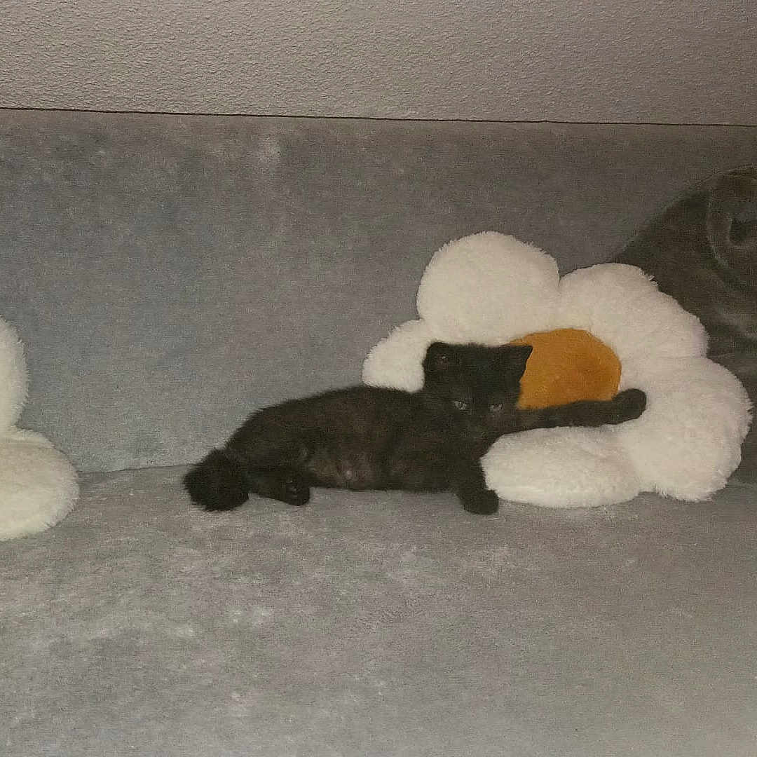 Gwada participe au concours pour gagner de l'argent avec cette photo : animal, architecture, ball, canine, cat, couch, cushion, dog, furniture, homedecor, indoors, kitten, person, pet, puppy, sleeping, sport, tennis, tennisball, toy