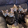 animal, black_cat, blanket, cat, couch, cozy, curious, cute, eyes, feline, fur, group, indoor, kitten, pets, resting, snuggle, tabby, whiskers, young