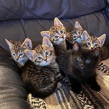 Babies joined the competition — help win amazing prizes! kitten, cat, tabby, black_cat, pets, feline, cute, animal, fur, eyes, whiskers, couch, blanket, indoor, snuggle, young, group, cozy, resting, curious