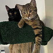 Tui And Bailey joined the competition — help win amazing prizes! animal, black_cat, cat, companions, cozy, curious, cute, domestic_cat, ears, eyes, feline, fur, indoor, paw, perch, pets, relaxed, resting, tabby_cat, whiskers