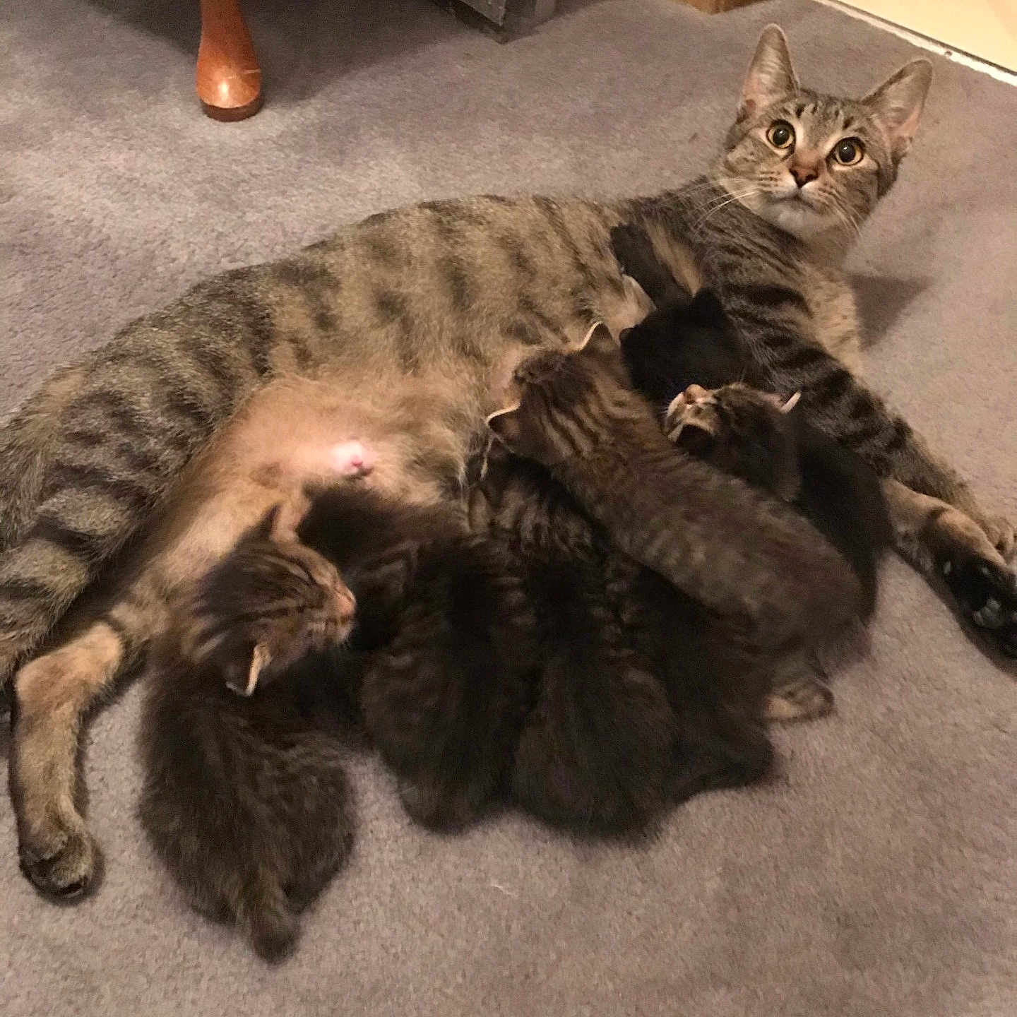 Mama joined the competition — help win amazing prizes! animal, carpet, cat, cute, domestic, eyes, family, feline, fur, indoor, kitten, mammal, mother, multiple_kittens, nursing, pet, resting, tabby, whiskers, young