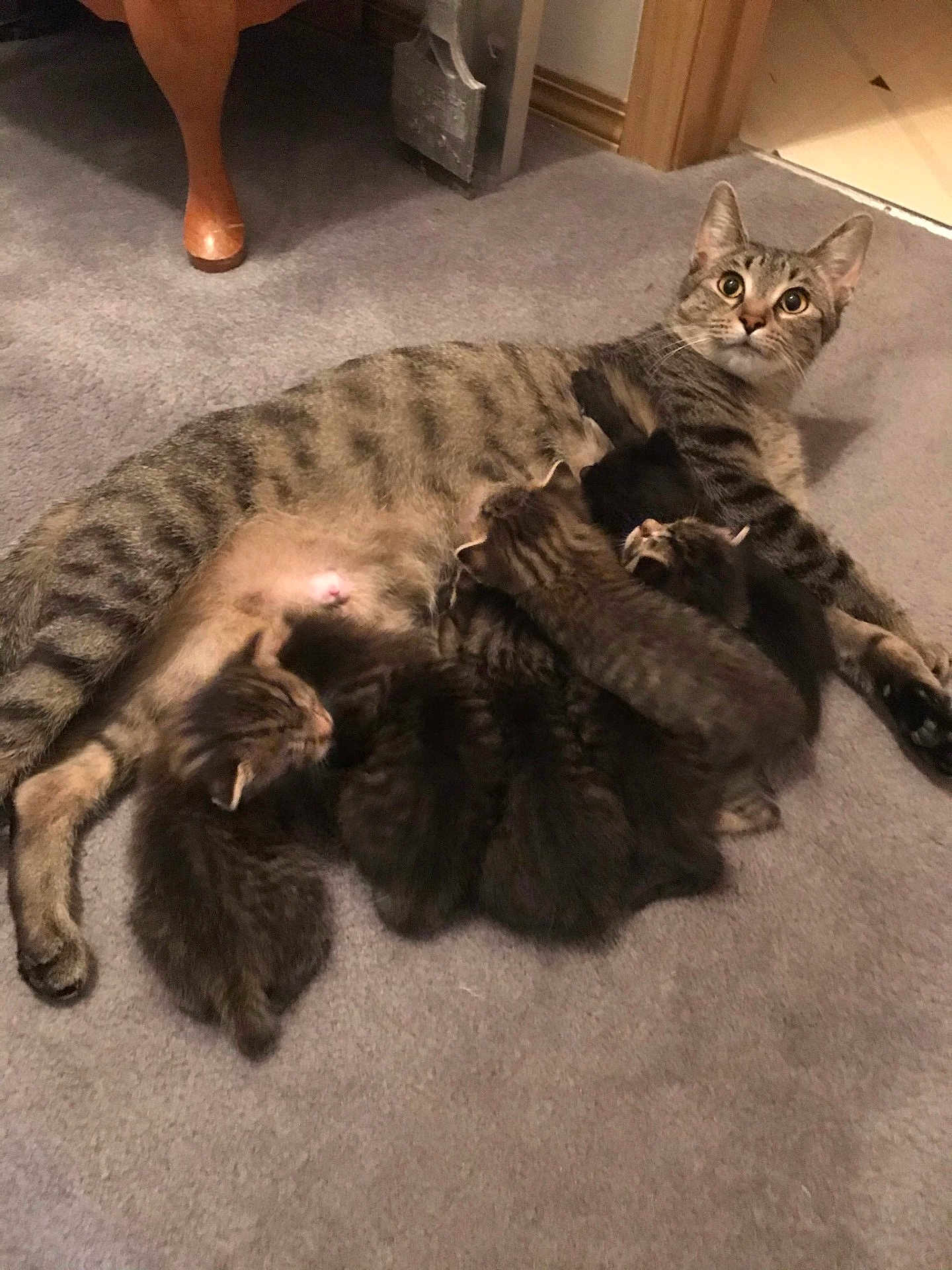 Mama joined the competition — help win amazing prizes! cat, kitten, tabby, mammal, pet, animal, feline, nursing, carpet, indoor, family, mother, cute, resting, fur, young, multiple_kittens, domestic, eyes, whiskers