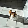 cat, orange_cat, white_cat, fluffy_cat, pet, animal, floor, tile_floor, indoor, sunlight, shadow, kitchen, cabinet, furniture, looking_up, domestic_animal, cute, feline, whiskers, ears
