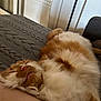 cat, sleeping, fluffy, orange, white, pet, cozy, blanket, indoor, relaxed, fur, cute, animal, resting, domestic, comfortable, whiskers, nap, soft, feline
