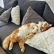 Titoune participe au concours pour gagner de l'argent avec cette photo : cat, orange_cat, white_cat, fluffy_cat, sleeping_cat, sofa, couch, pillows, gray_sofa, cozy, indoor, pet, feline, relaxing, nap, fur, home, living_room, cute, resting
