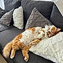 cat, orange_cat, white_cat, fluffy_cat, sleeping_cat, sofa, couch, pillows, gray_sofa, cozy, indoor, pet, feline, relaxing, nap, fur, home, living_room, cute, resting