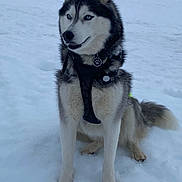 Aska participe au concours pour gagner de l'argent avec cette photo : alert, animal, black_harness, blue_eyes, canine, cold, dog, fluffy_tail, fur, husky, landscape, mammal, nature, outdoor, pet, portrait, sitting, snow, tag, winter
