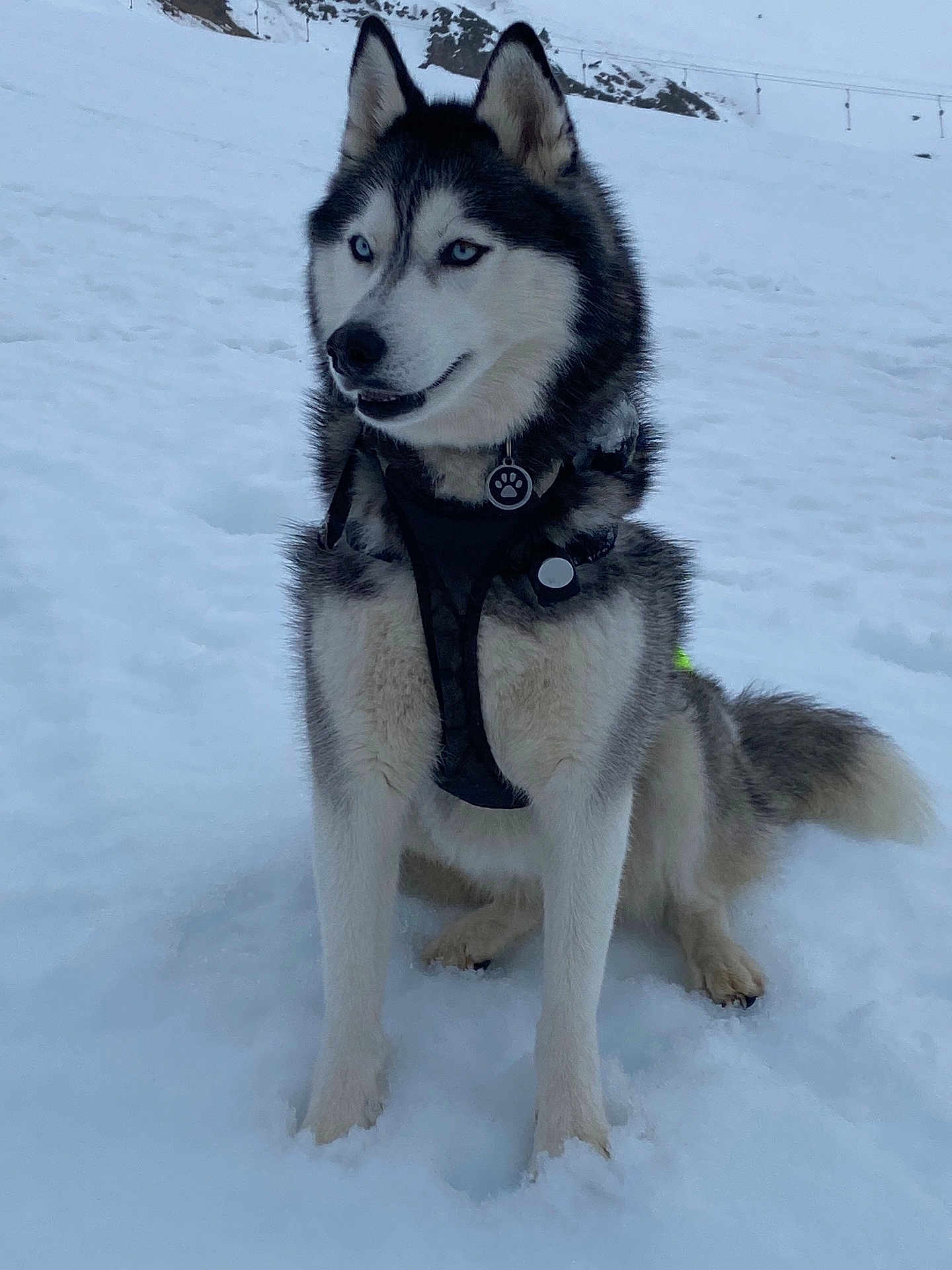 Aska participe au concours pour gagner de l'argent avec cette photo : alert, animal, black_harness, blue_eyes, canine, cold, dog, fluffy_tail, fur, husky, landscape, mammal, nature, outdoor, pet, portrait, sitting, snow, tag, winter