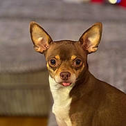 Elvis joined the competition — help win amazing prizes! alert, animal, brown, chihuahua, companion, cute, dog, domestic_animal, ears, eyes, face, fur, indoor, looking, nose, pet, portrait, small_dog, tongue, white
