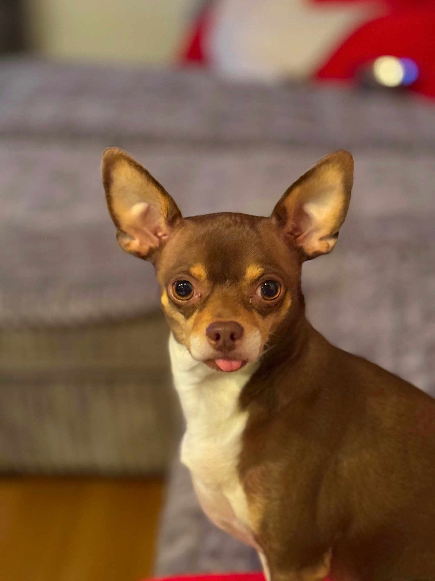 Elvis joined the competition — help win amazing prizes! alert, animal, brown, chihuahua, companion, cute, dog, domestic_animal, ears, eyes, face, fur, indoor, looking, nose, pet, portrait, small_dog, tongue, white