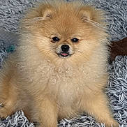 Eden participe au concours pour gagner de l'argent avec cette photo : dog, puppy, pomeranian, fluffy, cute, pet, animal, fur, tongue, sitting, blanket, cozy, indoor, small_dog, adorable, curious, soft, face, furry, young
