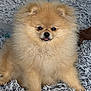 dog, puppy, pomeranian, fluffy, cute, pet, animal, fur, tongue, sitting, blanket, cozy, indoor, small_dog, adorable, curious, soft, face, furry, young