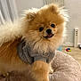 Eden a rejoint le concours — aidez-le/la à gagner de superbes lots ! dog, pomeranian, fluffy, pet, animal, indoors, sweater, cute, fur, small_dog, bed, plush, tongue_out, home, carpet, cozy, friendly, companion, domestic, adorable