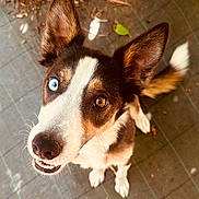 Vegas participe au concours pour gagner de l'argent avec cette photo : dog, heterochromia, blue_eye, brown_eye, outdoor, ears_up, looking_up, happy, canine, pet, tail, fur, snout, close_up, animal, cute, playful, nature, leaf, tile_floor