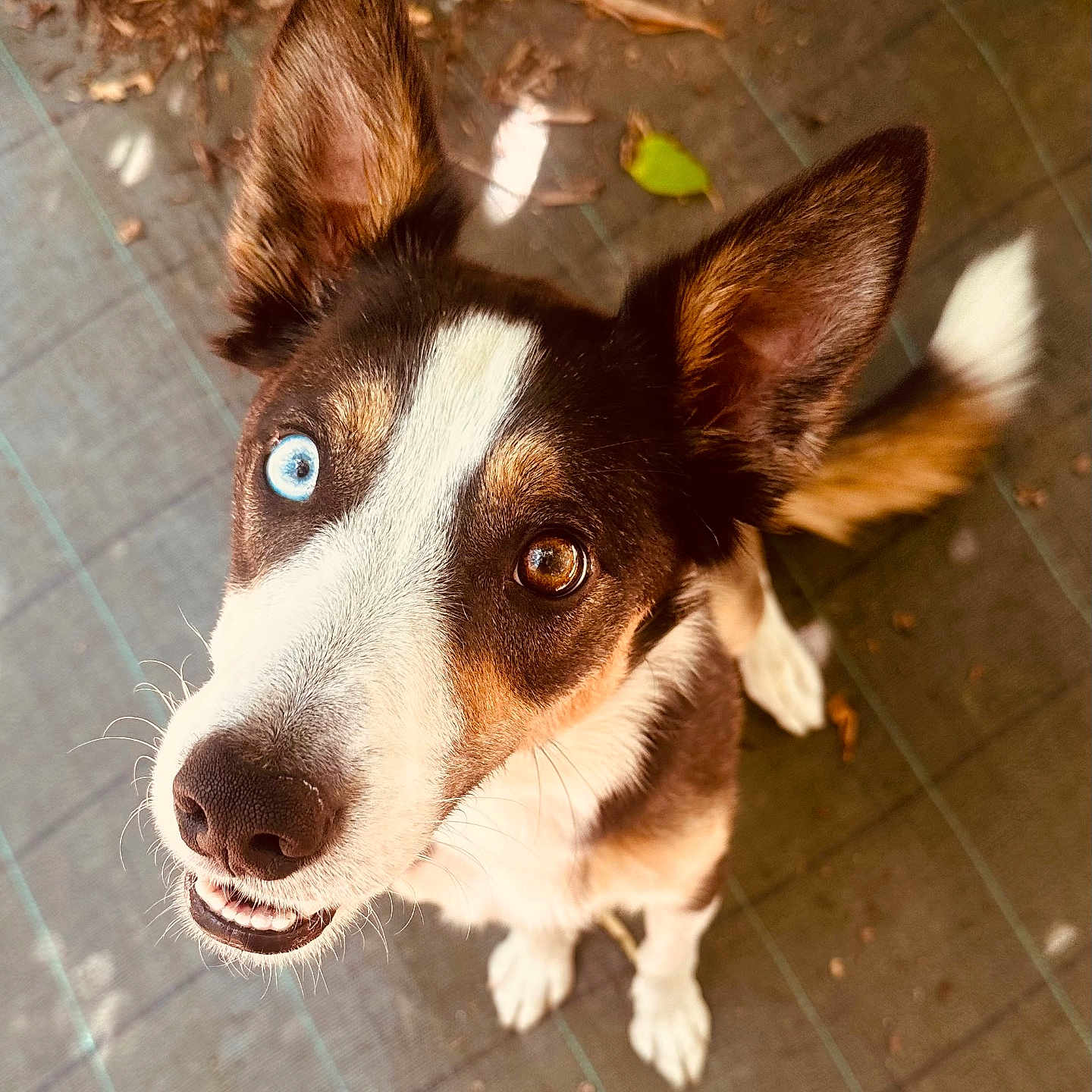 Vegas participe au concours pour gagner de l'argent avec cette photo : dog, heterochromia, blue_eye, brown_eye, outdoor, ears_up, looking_up, happy, canine, pet, tail, fur, snout, close_up, animal, cute, playful, nature, leaf, tile_floor