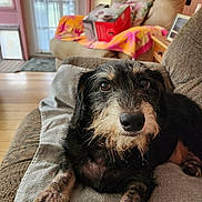 Brody is registered to the contest to win money with this photo: animal, black, blanket, box, brown, couch, cozy, dog, eyes, fur, furniture, home, indoors, paw, pet, relaxed, snout, towel, whiskers, wood_floor