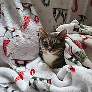 Dory is registered to the contest to win money with this photo: animal, blanket, cat, comfort, cozy, cute, feline, fluffy, fur, green_eyes, holiday, indoor, pattern, pet, portrait, relaxed, resting, snuggled, soft, warm