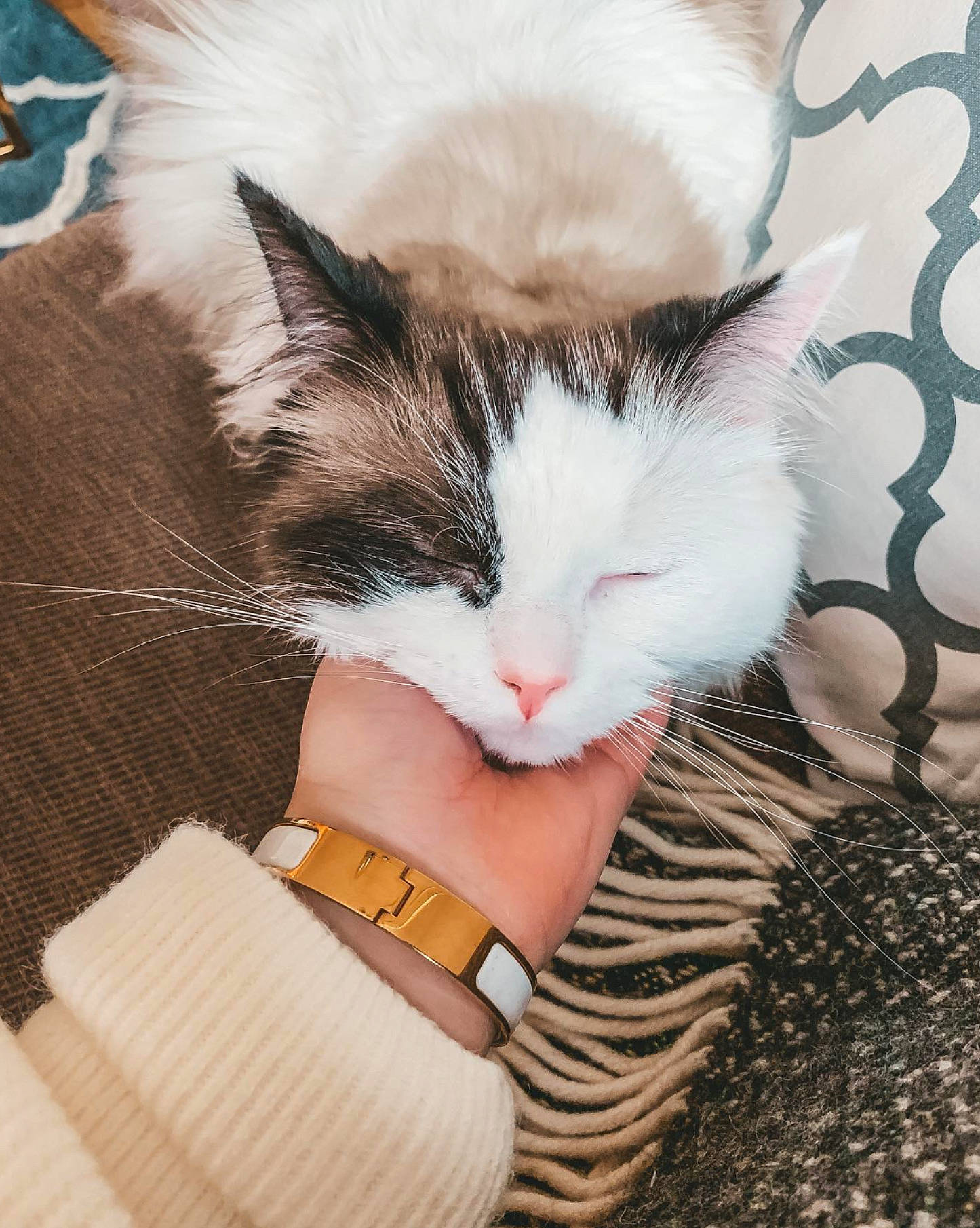 Sushi joined the competition — help win amazing prizes! aegean_cat, asian, carnivore, cat, domestic_short_haired_cat, ear, european_shorthair, felidae, fur, hand, kitten, norwegian_forest_cat, polydactyl_cat, small_to_medium_sized_cats, tail, turkish_van, whiskers