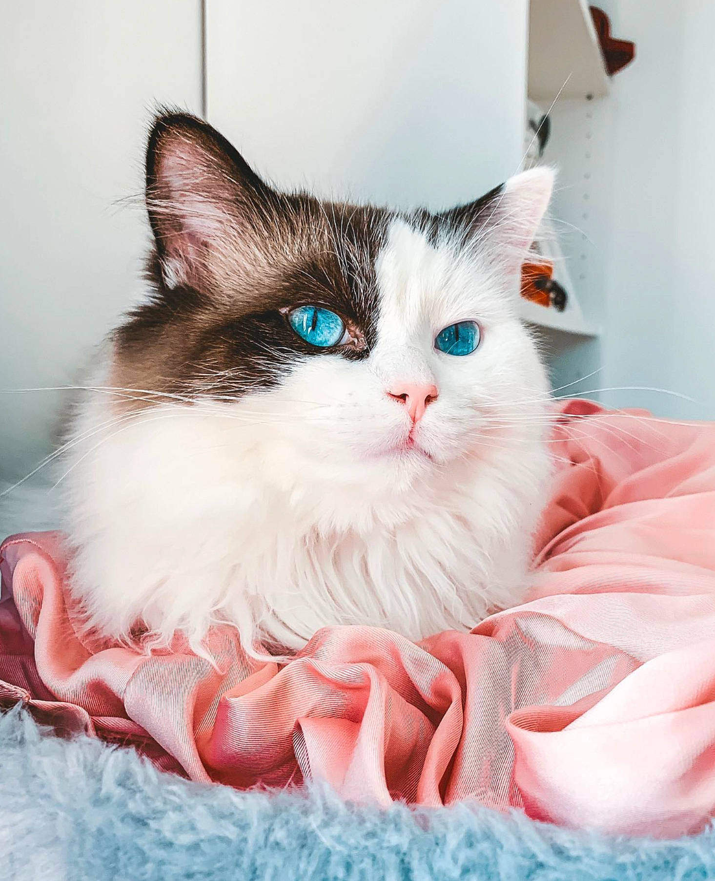 Sushi joined the competition — help win amazing prizes! aegean_cat, asian, carnivore, cat, domestic_short_haired_cat, felidae, fur, kitten, maine_coon, mammal, norwegian_forest_cat, ojos_azules, ragamuffin, ragdoll, siberian, small_to_medium_sized_cats, turkish_angora, turkish_van, whiskers