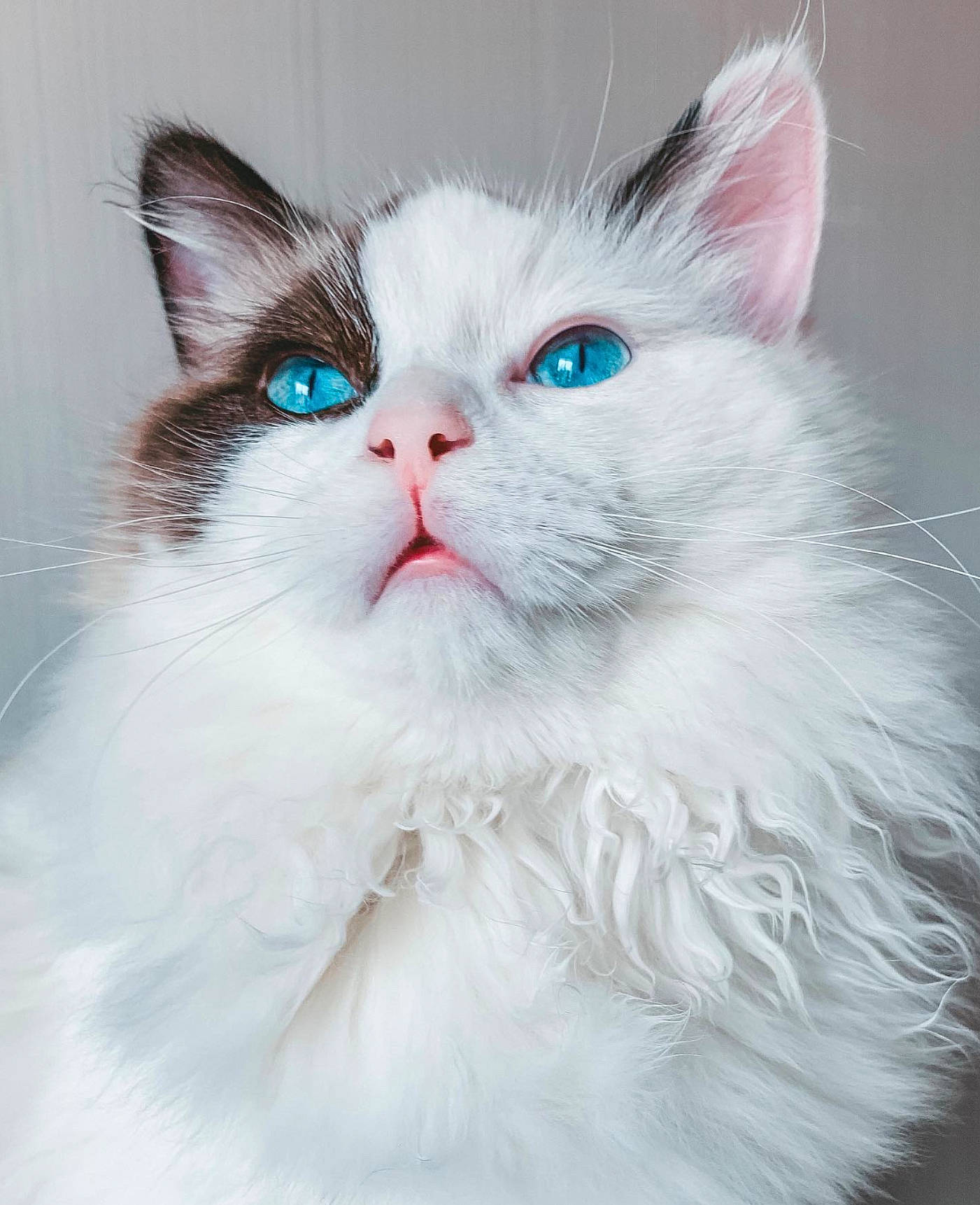 Sushi is registered to the contest to win money with this photo: asian_semi_longhair, british_longhair, british_semi_longhair, carnivore, cat, domestic_long_haired_cat, eye, felidae, fur, kitten, mammal, norwegian_forest_cat, ragamuffin, ragdoll, siberian, small_to_medium_sized_cats, turkish_angora, turkish_van, vertebrate, whiskers