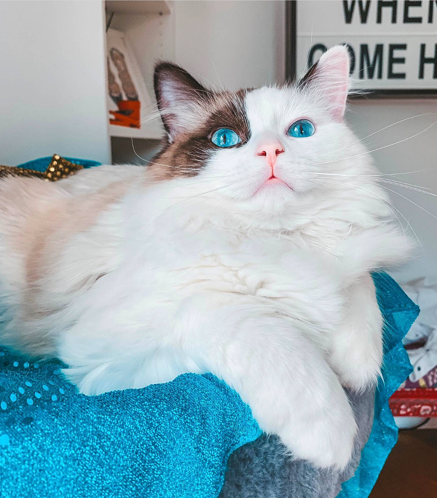 Sushi joined the competition — help win amazing prizes! aegean_cat, asian, asian_semi_longhair, british_semi_longhair, carnivore, cat, domestic_long_haired_cat, felidae, kitten, mammal, norwegian_forest_cat, ojos_azules, ragamuffin, ragdoll, siberian, small_to_medium_sized_cats, turkish_angora, turkish_van, vertebrate, whiskers