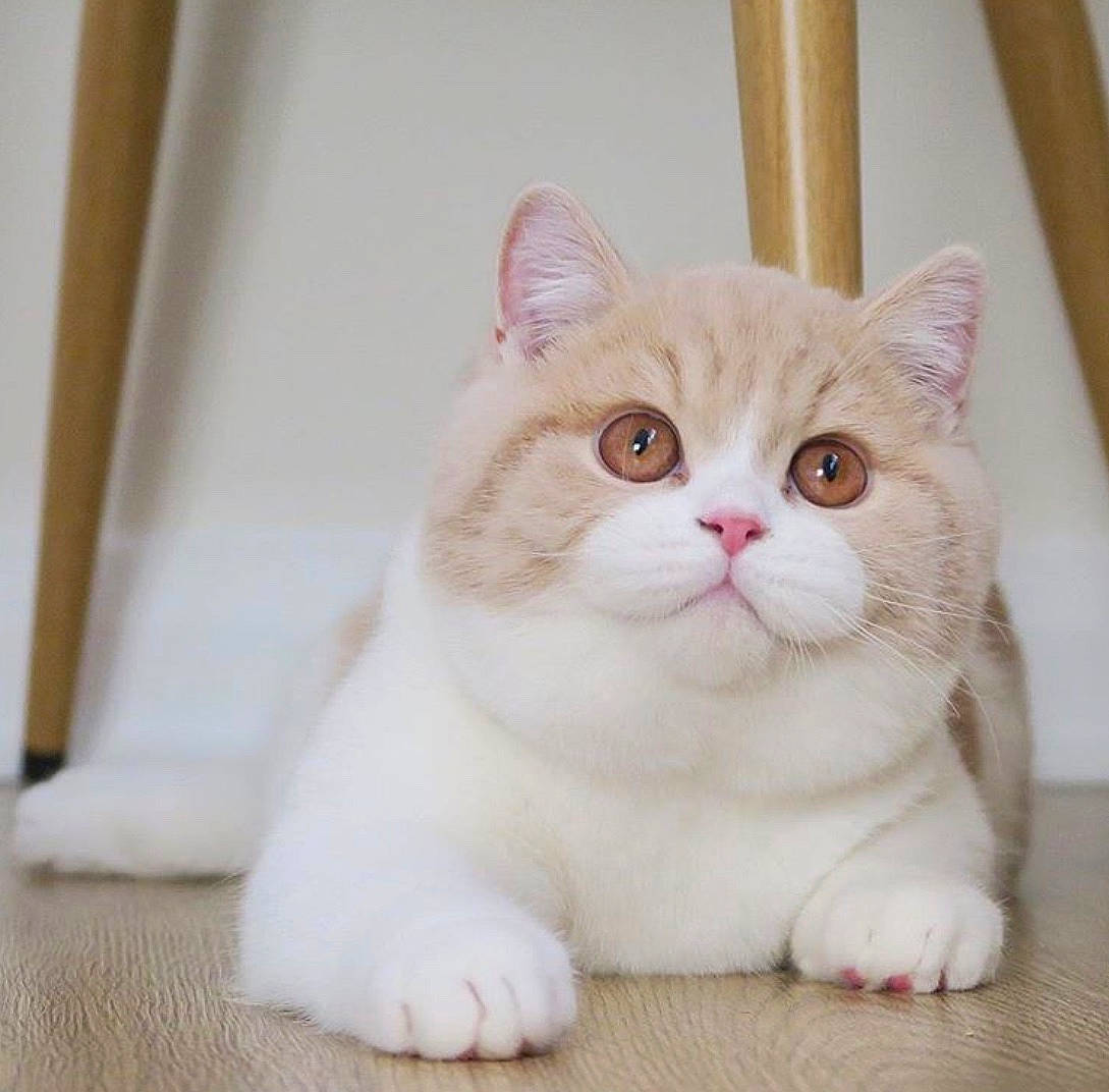 Bonnie And Clyde joined the competition — help win amazing prizes! american_wirehair, asian, british_semi_longhair, british_shorthair, carnivore, cat, domestic_short_haired_cat, eye, fawn, felidae, kitten, mammal, nose, paw, persian, scottish_fold, skin, small_to_medium_sized_cats, snout, whiskers