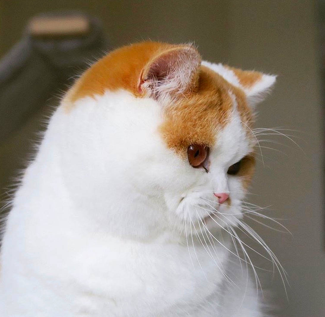 Bonnie And Clyde joined the competition — help win amazing prizes! aegean_cat, american_wirehair, carnivore, cat, domestic_short_haired_cat, fawn, felidae, fur, japanese_bobtail, mammal, nose, small_to_medium_sized_cats, snout, turkish_van, whiskers