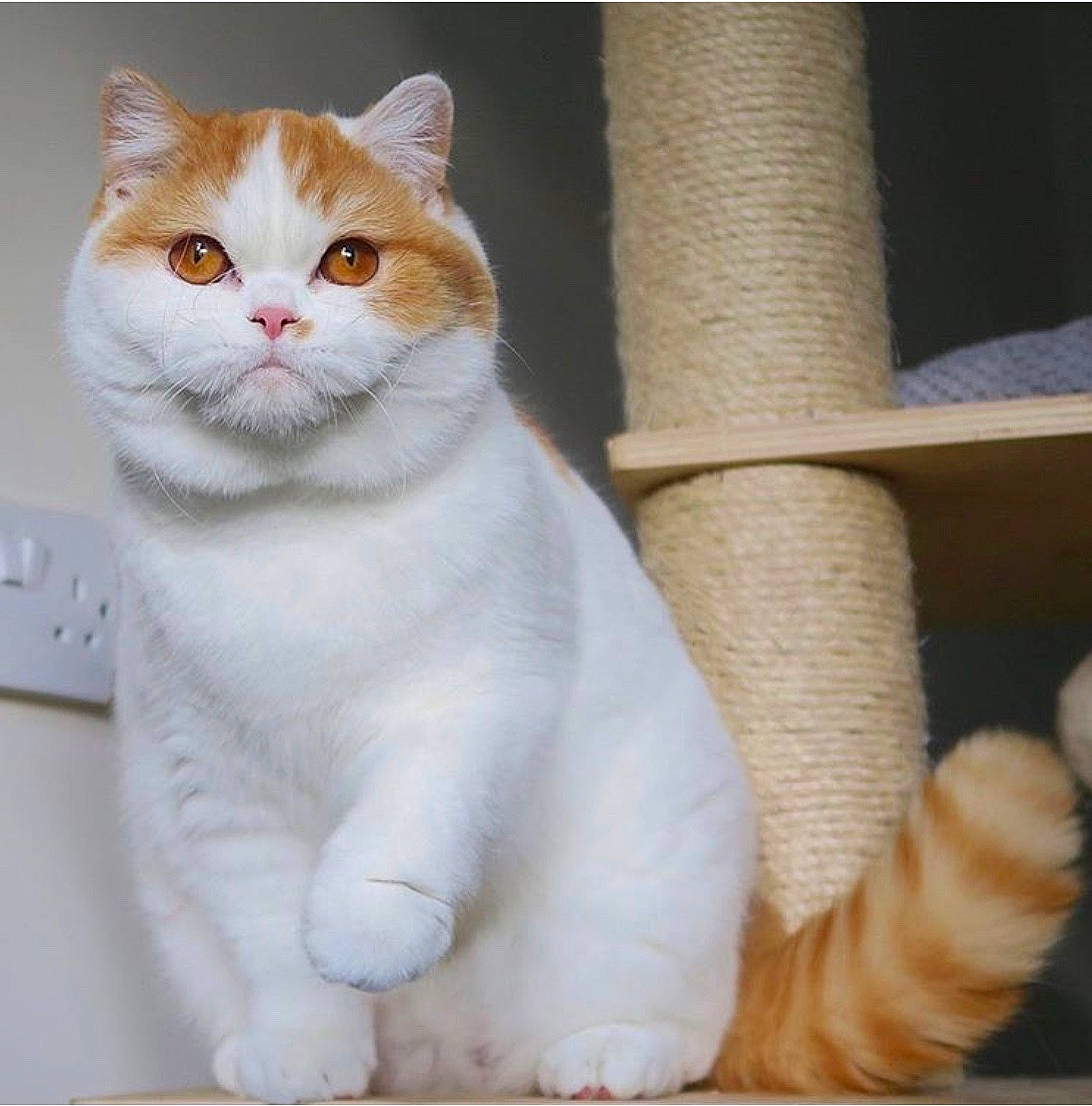 Bonnie And Clyde joined the competition — help win amazing prizes! aegean_cat, american_wirehair, asian, british_longhair, british_semi_longhair, british_shorthair, carnivore, cat, domestic_short_haired_cat, fawn, felidae, japanese_bobtail, mammal, scottish_fold, small_to_medium_sized_cats, tail, turkish_angora, turkish_van, vertebrate, whiskers