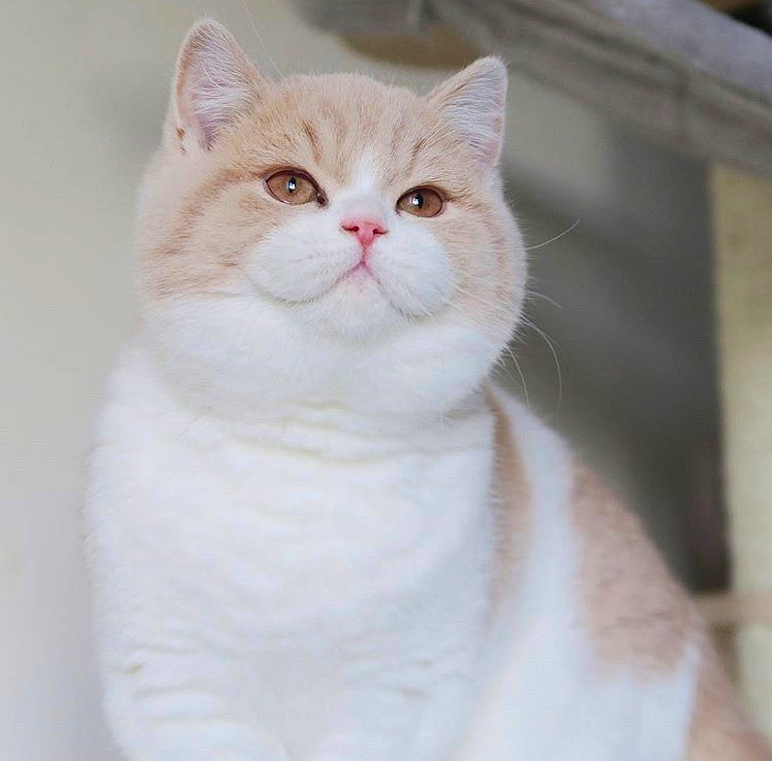 Bonnie And Clyde joined the competition — help win amazing prizes! aegean_cat, american_wirehair, asian, british_semi_longhair, british_shorthair, carnivore, cat, domestic_short_haired_cat, fawn, felidae, japanese_bobtail, mammal, small_to_medium_sized_cats, tail, turkish_angora, turkish_van, vertebrate, whiskers