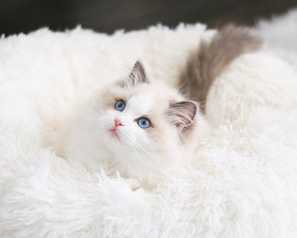 Claire is registered to the contest to win money with this photo: asian_semi_longhair, british_longhair, british_semi_longhair, carnivore, cat, domestic_long_haired_cat, eye, felidae, fur, kitten, mammal, persian, ragamuffin, ragdoll, selkirk_rex, small_to_medium_sized_cats, turkish_angora, vertebrate, whiskers, white