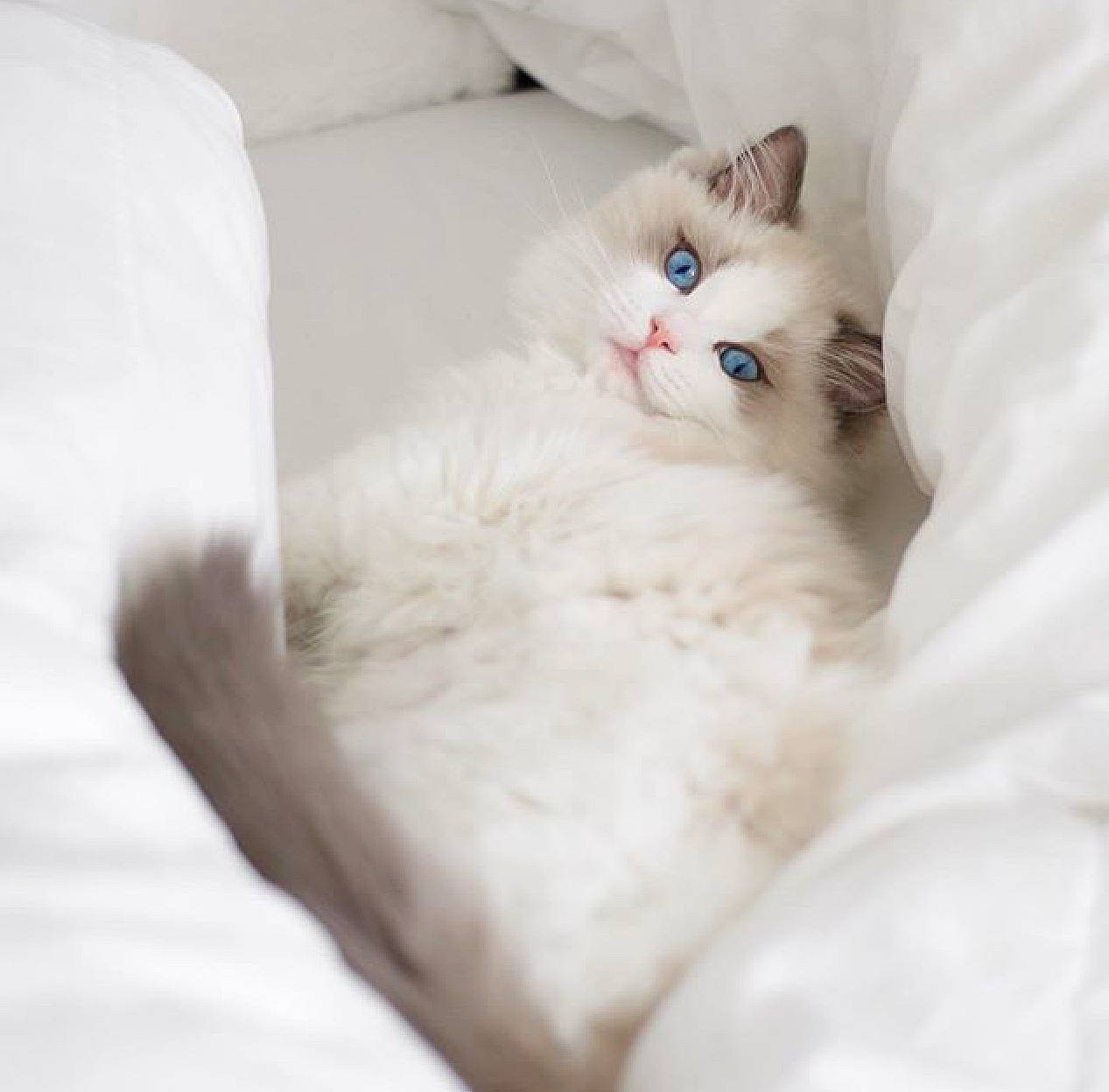 Claire is registered to the contest to win money with this photo: british_longhair, british_semi_longhair, carnivore, cat, colorpoint_shorthair, domestic_long_haired_cat, eye, felidae, fur, kitten, mammal, norwegian_forest_cat, nose, ojos_azules, persian, ragdoll, small_to_medium_sized_cats, turkish_angora, turkish_van, whiskers