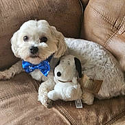 Snoop is registered to the contest to win money with this photo: animal, bow_tie, companion, couch, cozy, cute, dog, fur, home, indoor, leather_couch, pet, plush_toy, relaxed, seated, small_dog, snoopy, stuffed_animal, toy, white_dog