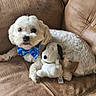 animal, bow_tie, companion, couch, cozy, cute, dog, fur, home, indoor, leather_couch, pet, plush_toy, relaxed, seated, small_dog, snoopy, stuffed_animal, toy, white_dog