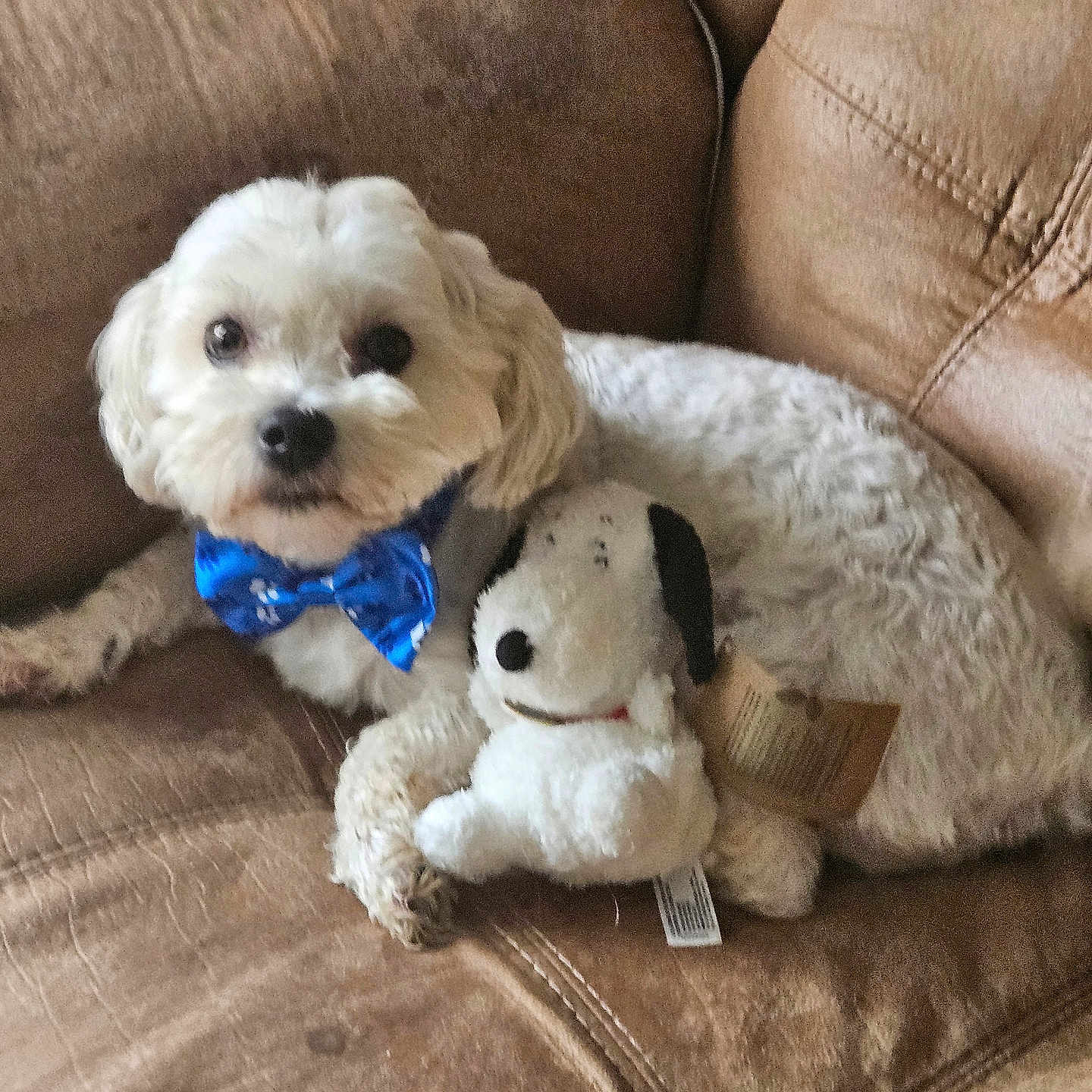 Snoop